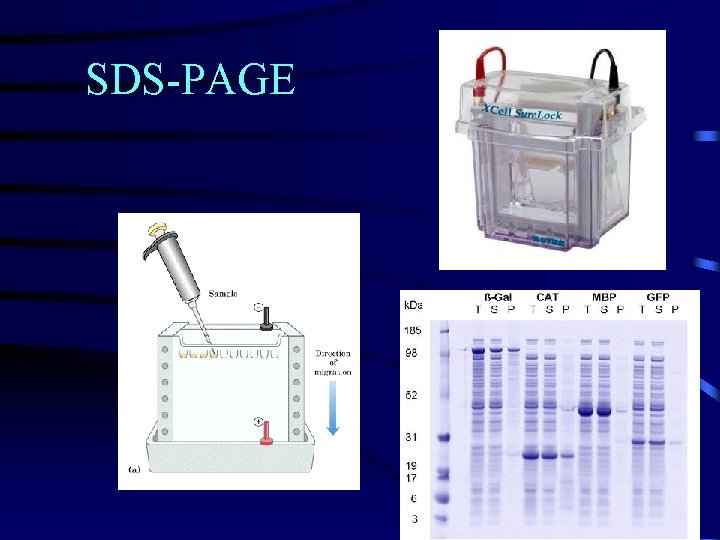 SDS-PAGE 