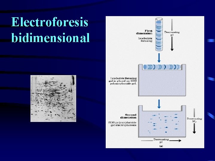 Electroforesis bidimensional 