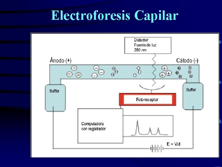 Electroforesis Capilar 