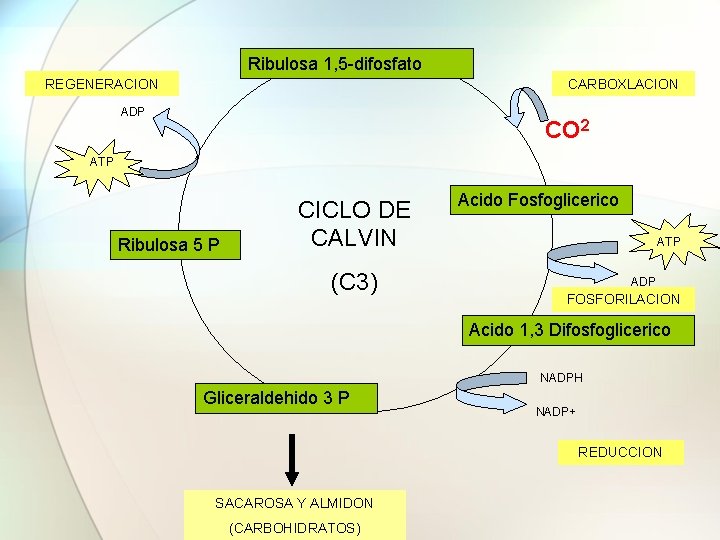 Ribulosa 1, 5 -difosfato REGENERACION CARBOXLACION ADP CO 2 ATP Ribulosa 5 P CICLO