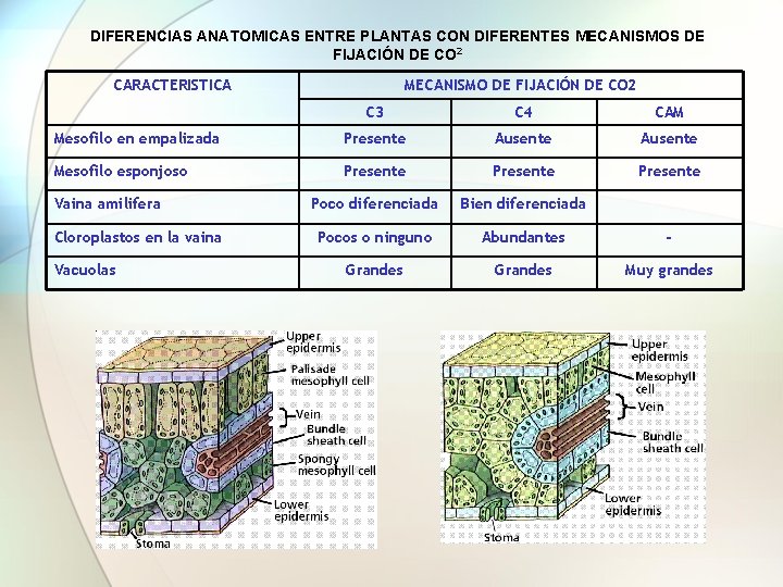 DIFERENCIAS ANATOMICAS ENTRE PLANTAS CON DIFERENTES MECANISMOS DE FIJACIÓN DE CO 2 CARACTERISTICA MECANISMO