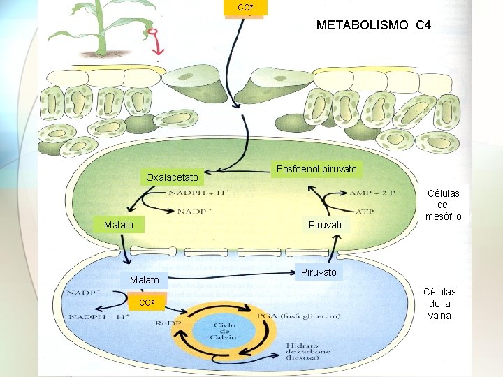 CO 2 METABOLISMO C 4 Oxalacetato Malato Fosfoenol piruvato Piruvato Malato CO 2 Células