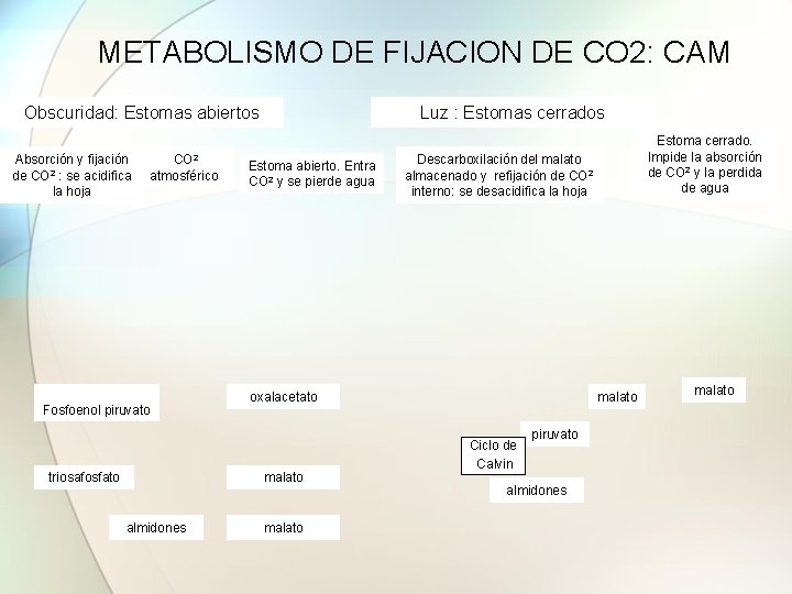 METABOLISMO DE FIJACION DE CO 2: CAM Obscuridad: Estomas abiertos Absorción y fijación de