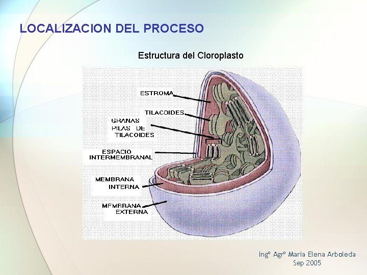 LOCALIZACION DEL PROCESO Estructura del Cloroplasto Ingº Agrº Maria Elena Arboleda Sep 2005 