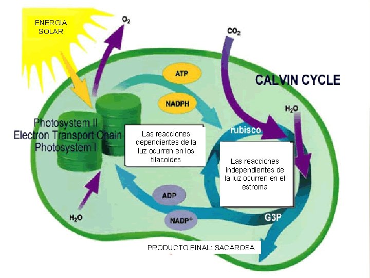 ENERGIA SOLAR Introducción Las reacciones dependientes de la luz ocurren en los tilacoides Las