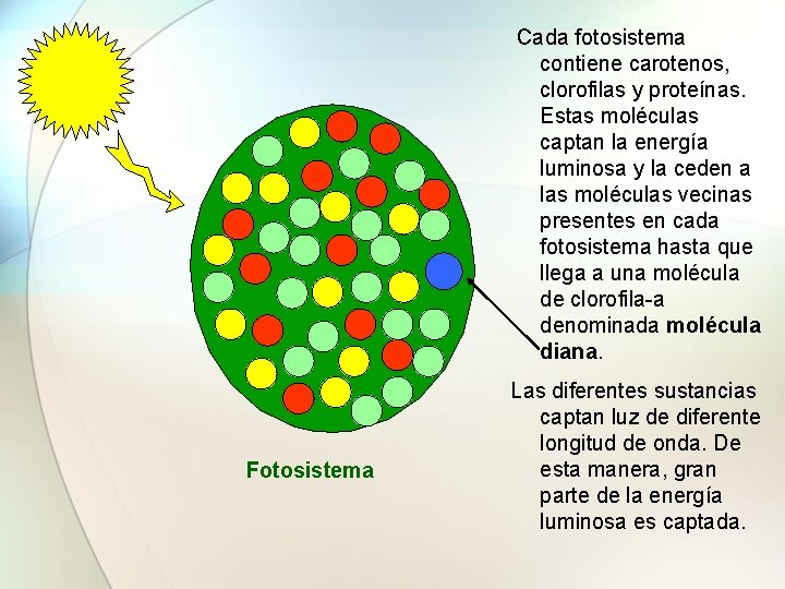 Cada fotosistema contiene carotenos, clorofilas y proteínas. Estas moléculas captan la energía luminosa y