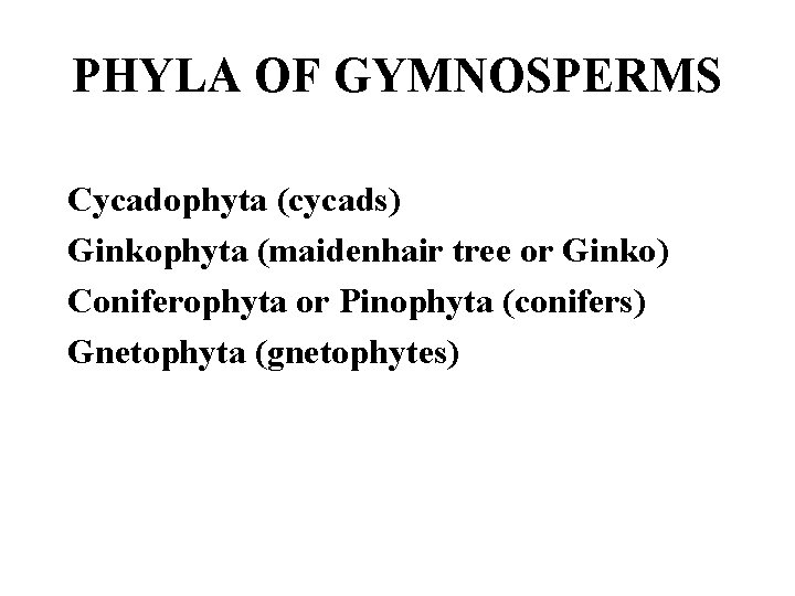 PHYLA OF GYMNOSPERMS Cycadophyta (cycads) Ginkophyta (maidenhair tree or Ginko) Coniferophyta or Pinophyta (conifers)