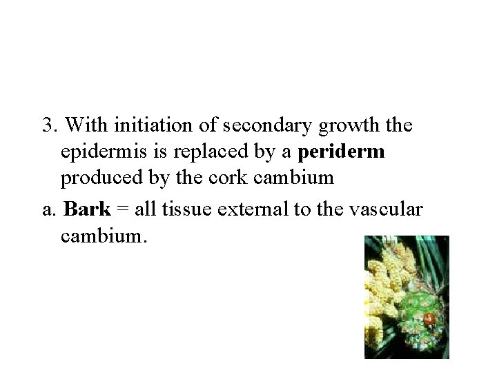 3. With initiation of secondary growth the epidermis is replaced by a periderm produced