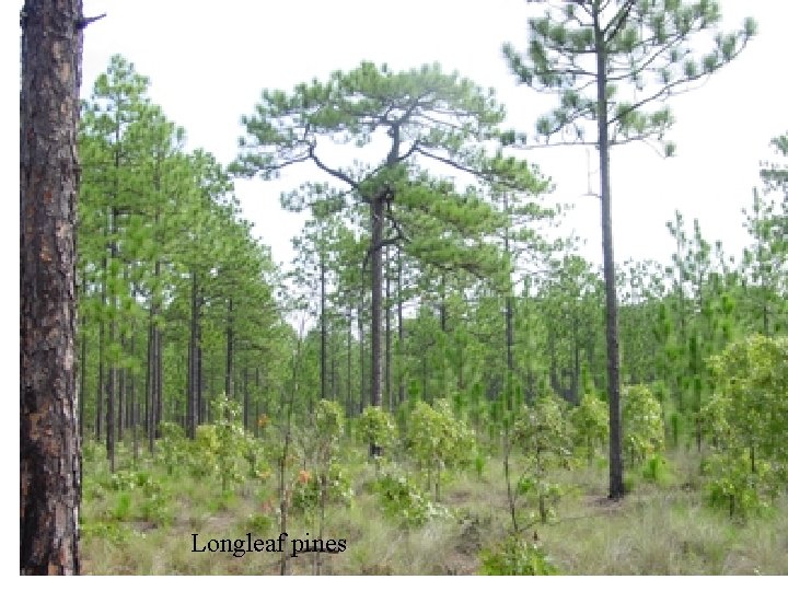 Longleaf pines 