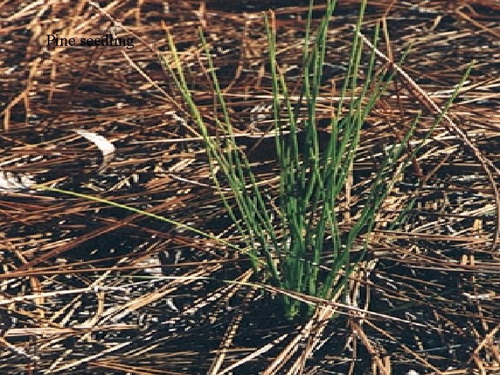 Pine seedling 