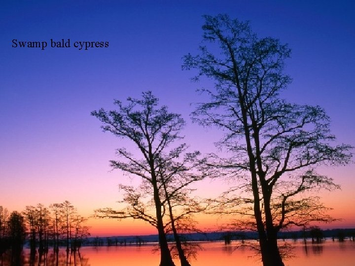 Swamp bald cypress 