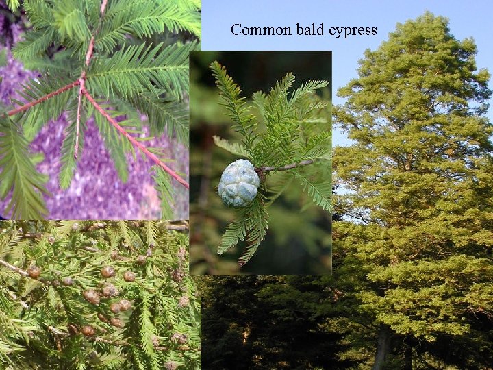 Common bald cypress 