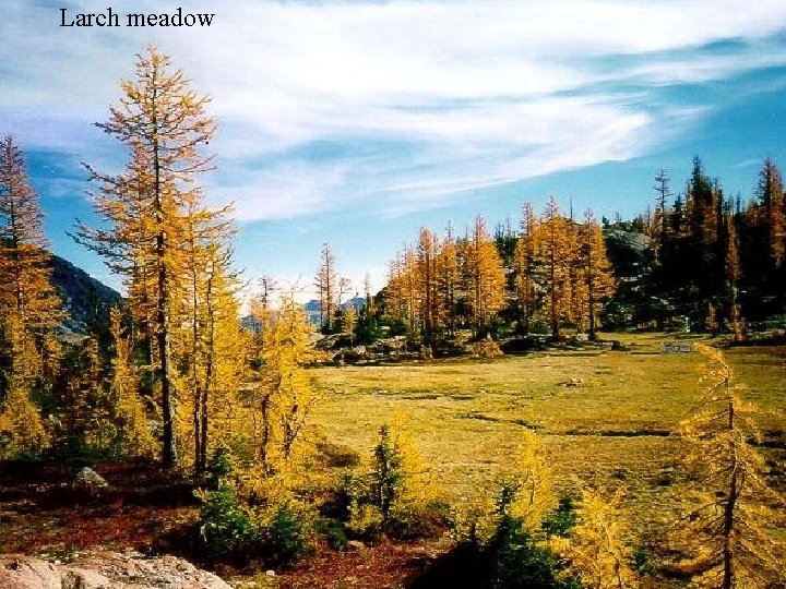 Larch meadow 