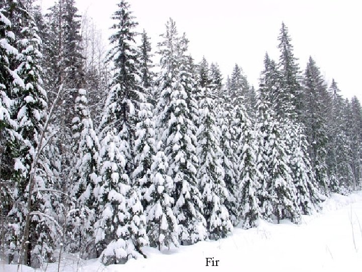 Fir 