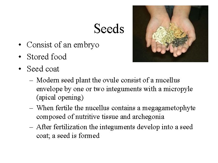 Seeds • Consist of an embryo • Stored food • Seed coat – Modern