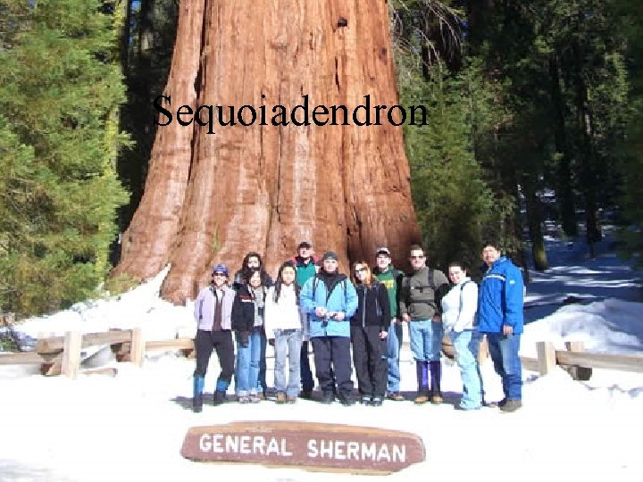 Sequoiadendron 