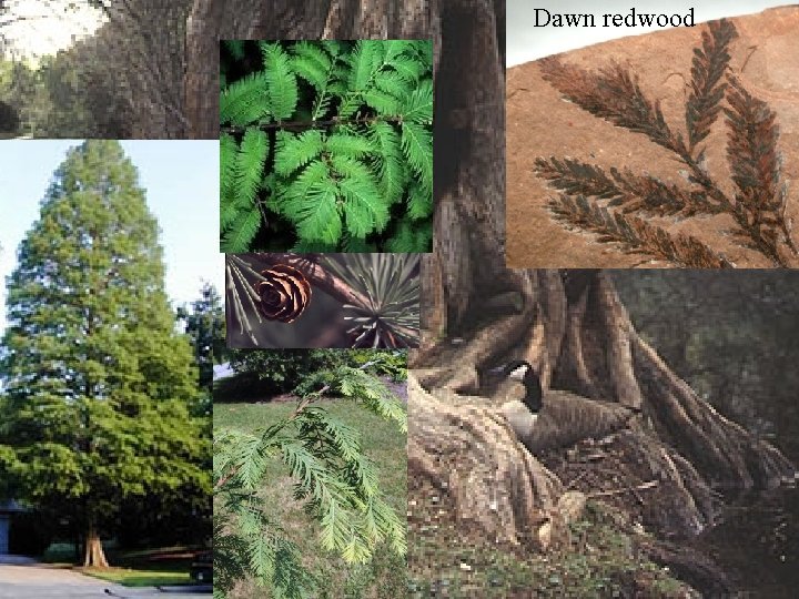 Dawn redwood 
