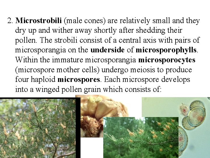 2. Microstrobili (male cones) are relatively small and they dry up and wither away