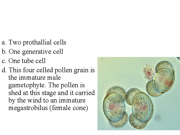 a. Two prothallial cells b. One generative cell c. One tube cell d. This