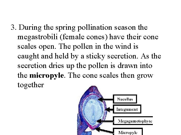 3. During the spring pollination season the megastrobili (female cones) have their cone scales