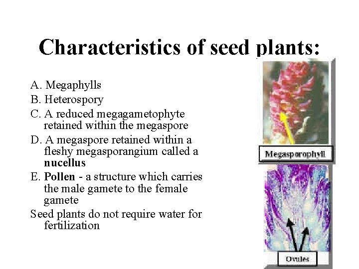 Characteristics of seed plants: A. Megaphylls B. Heterospory C. A reduced megagametophyte retained within