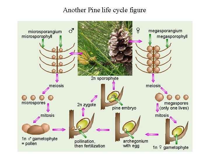 Another Pine life cycle figure 