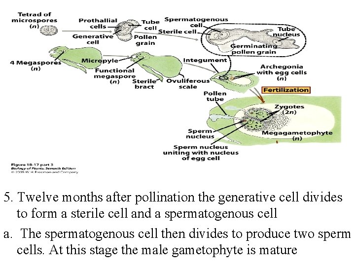 5. Twelve months after pollination the generative cell divides to form a sterile cell