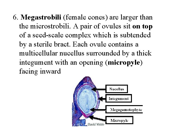 6. Megastrobili (female cones) are larger than the microstrobili. A pair of ovules sit