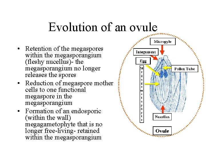 Evolution of an ovule • Retention of the megaspores within the megasporangium (fleshy nucellus)-