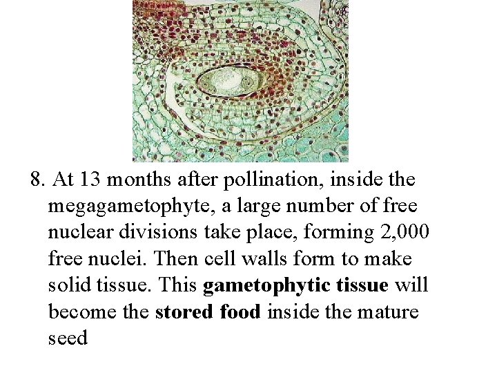 8. At 13 months after pollination, inside the megagametophyte, a large number of free