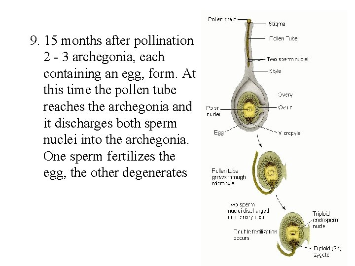 9. 15 months after pollination 2 - 3 archegonia, each containing an egg, form.