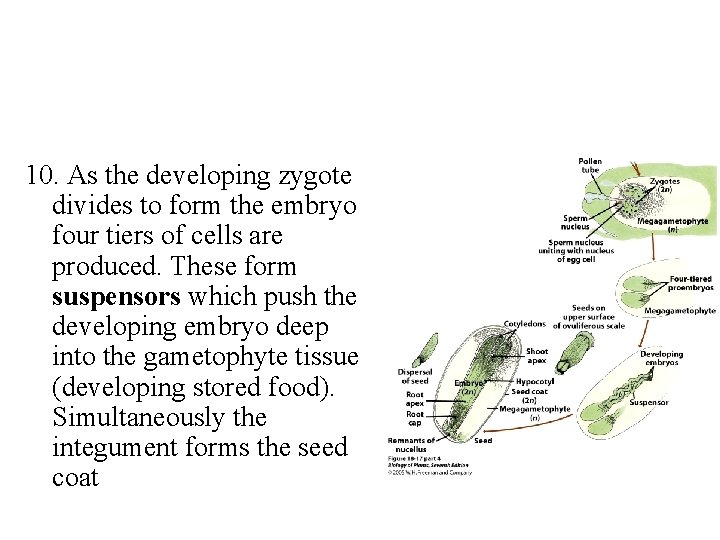 10. As the developing zygote divides to form the embryo four tiers of cells