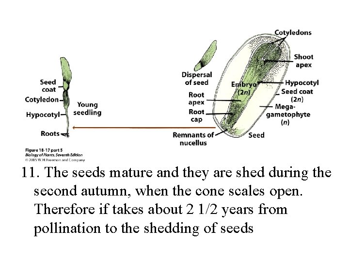 11. The seeds mature and they are shed during the second autumn, when the