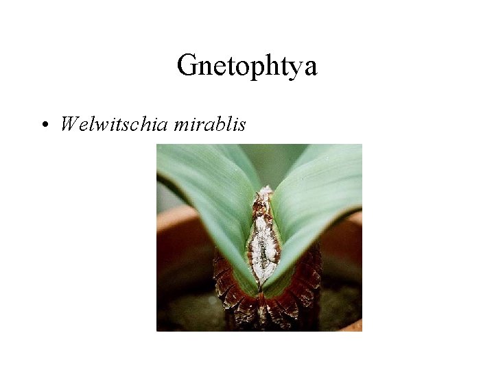 Gnetophtya • Welwitschia mirablis 