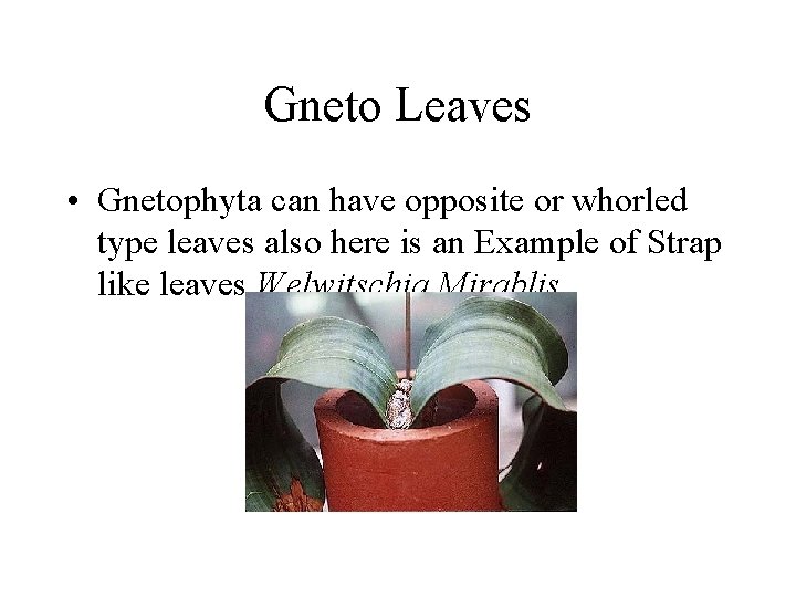 Gneto Leaves • Gnetophyta can have opposite or whorled type leaves also here is