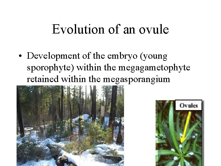 Evolution of an ovule • Development of the embryo (young sporophyte) within the megagametophyte