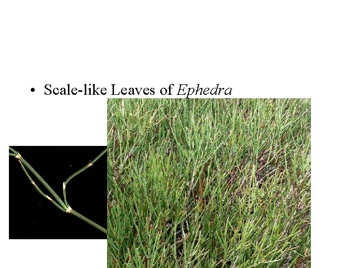  • Scale-like Leaves of Ephedra 