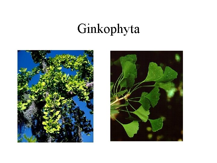 Ginkophyta 