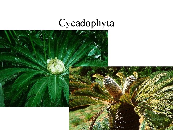 Cycadophyta 