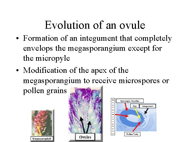 Evolution of an ovule • Formation of an integument that completely envelops the megasporangium