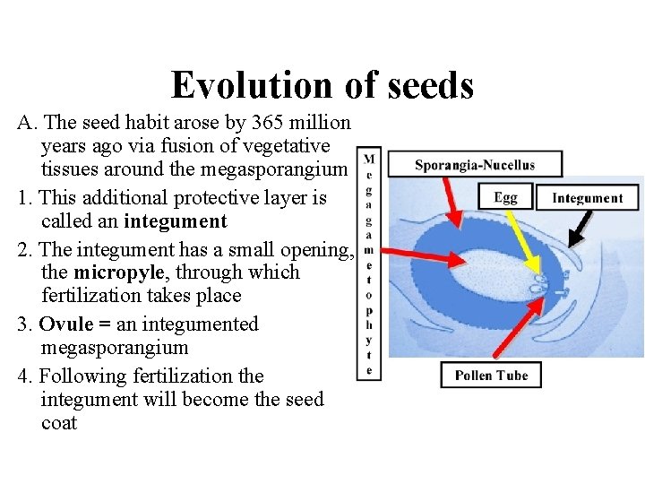 Evolution of seeds A. The seed habit arose by 365 million years ago via