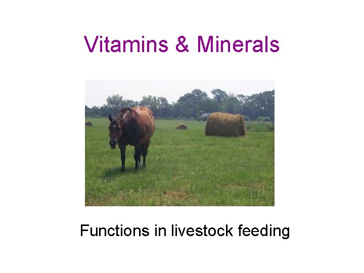 Vitamins & Minerals Functions in livestock feeding 