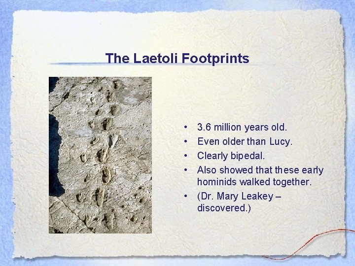 The Laetoli Footprints • • 3. 6 million years old. Even older than Lucy.