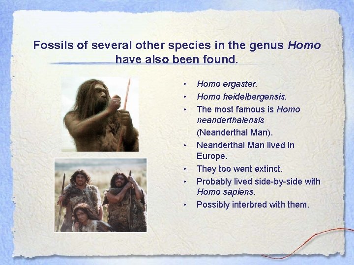 Fossils of several other species in the genus Homo have also been found. •