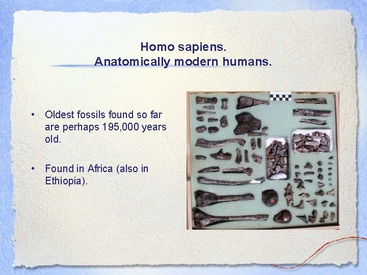 Homo sapiens. Anatomically modern humans. • Oldest fossils found so far are perhaps 195,