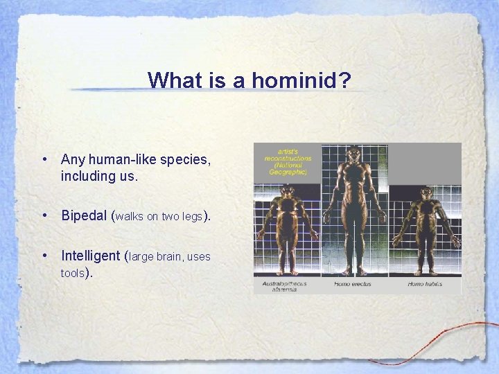 What is a hominid? • Any human-like species, including us. • Bipedal (walks on
