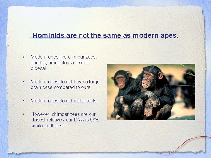 Hominids are not the same as modern apes. • Modern apes like chimpanzees, gorillas,