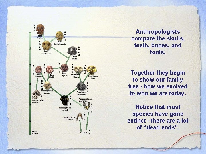 Anthropologists compare the skulls, teeth, bones, and tools. Together they begin to show our