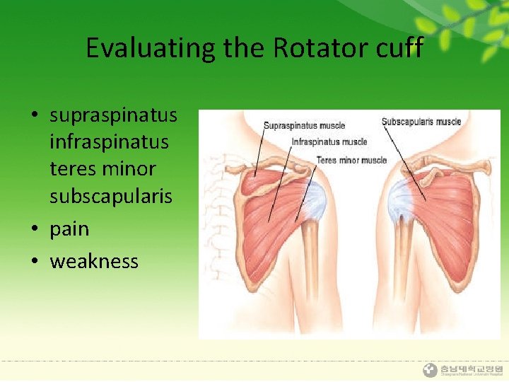 Evaluating the Rotator cuff • supraspinatus infraspinatus teres minor subscapularis • pain • weakness