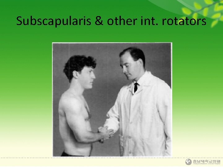 Subscapularis & other int. rotators 